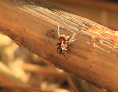 Habronattus forticulus