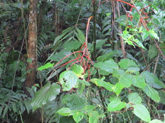 Chamaedorea costaricana