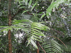 Chamaedorea costaricana