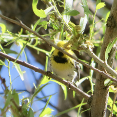 Setophaga townsendi × occidentalis