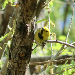 Setophaga townsendi × occidentalis