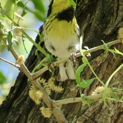 Setophaga townsendi × occidentalis