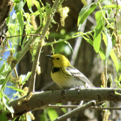 Setophaga townsendi × occidentalis