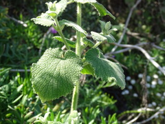 Marrubieae