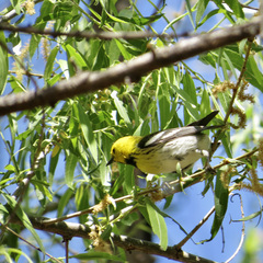 Setophaga townsendi × occidentalis