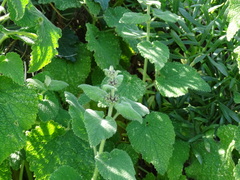 Marrubieae