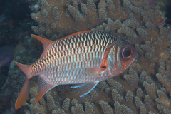 Myripristis violacea