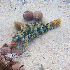 Leptoscarus vaigiensis