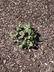 Heuchera richardsonii