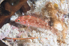 Plectranthias longimanus