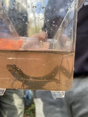 Desmognathus kanawha