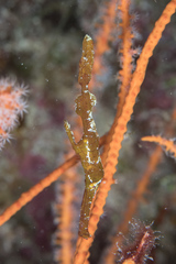 Solenostomus cyanopterus