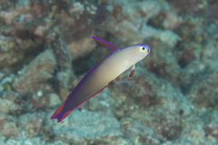 Nemateleotris decora