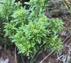 Galium catalinense acrispum