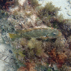 Leptoscarus vaigiensis