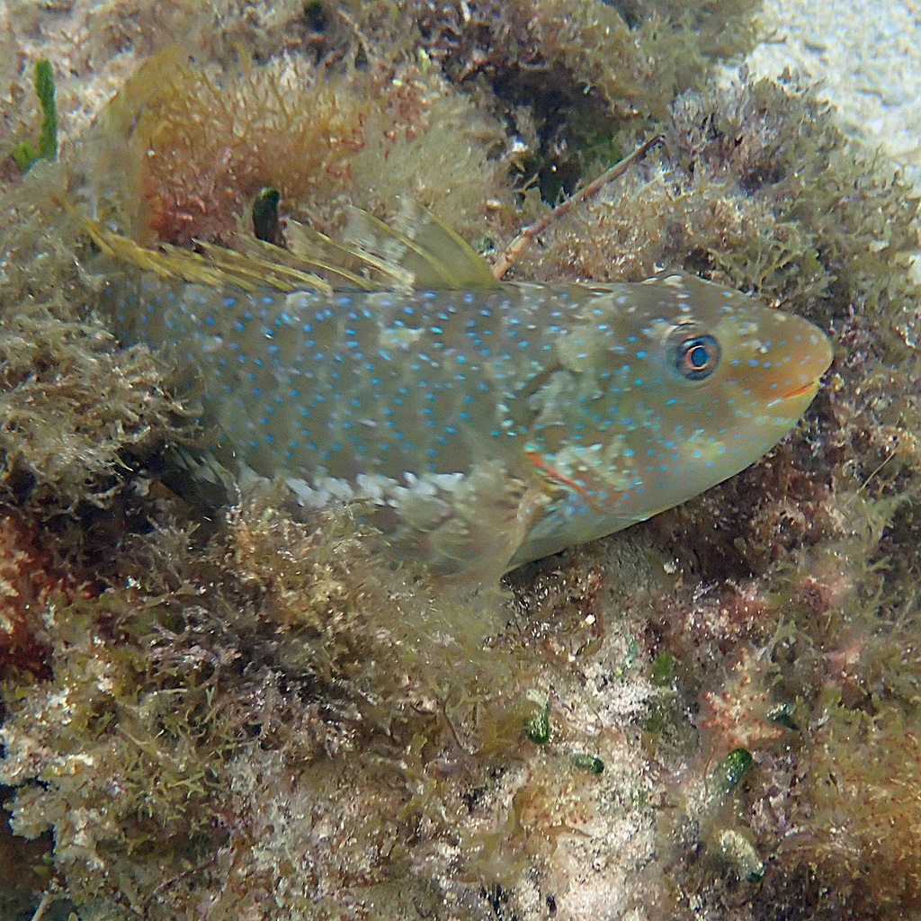 Marbled parrotfish