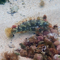 Leptoscarus vaigiensis