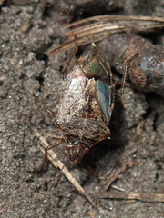 Podisus serieventris