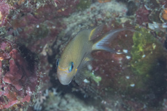 Pycnochromis amboinensis
