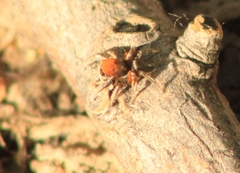 Habronattus forticulus