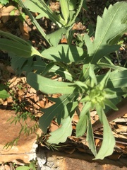 Engelmannia peristenia