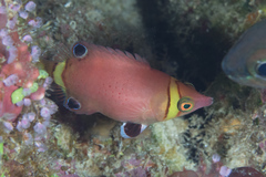 Sharpnose Wrasse photo 3