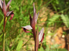Serapias strictiflora