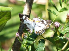 Ariconias glaphyra