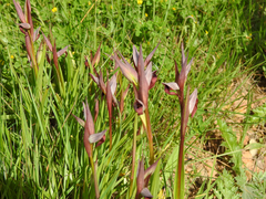 Serapias strictiflora