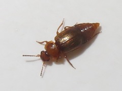 Anthobium unicolor