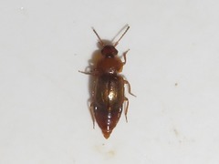 Anthobium unicolor