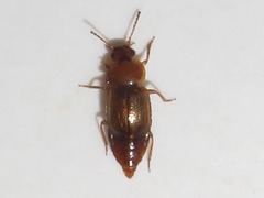 Anthobium unicolor