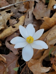 Sanguinaria canadensis