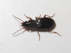 Pterostichus diligens