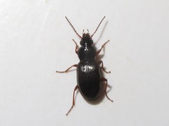 Pterostichus diligens