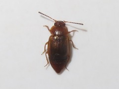 Anthobium unicolor