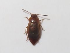 Anthobium unicolor