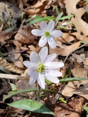 Hepatica acutiloba