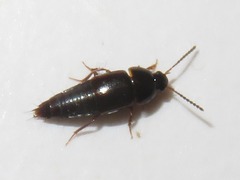 Tachinus corticinus