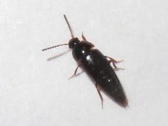 Tachinus corticinus