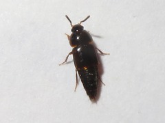 Tachinus corticinus