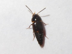 Tachinus corticinus