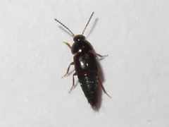 Tachinus corticinus