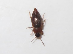 Anthobium atrocephalum
