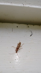 Parisopalpus nigronotatus