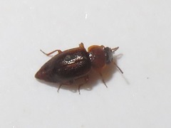 Anthobium atrocephalum