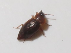 Anthobium atrocephalum