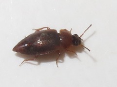 Anthobium atrocephalum