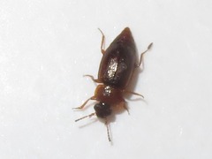 Anthobium atrocephalum