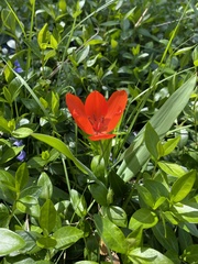 Tulipa